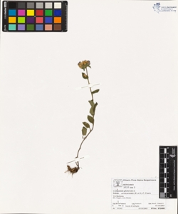 Campanula glomerata L. subsp. cervicarioides (R. et S.) P. Fourn.