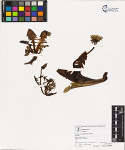 Taraxacum officinale (Aggr.)