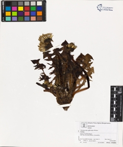 Taraxacum officinale (Aggr.)