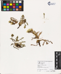 Taraxacum officinale (Aggr.)