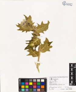 Hyoscyamus niger L.