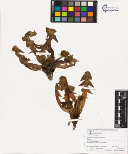 Taraxacum officinale (Aggr.)