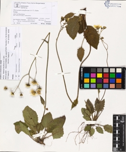 Hieracium tenuiflorum (A.-T.) Zahn