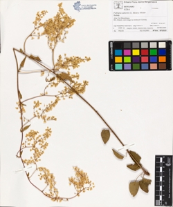 Fallopia aubertii (L. Henry) Holub