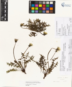 Taraxacum acrocuspidatum Sonck