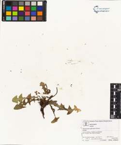 Taraxacum officinale (Aggr.)