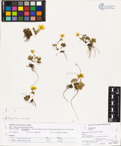 Ranunculus grenieranus Jordan