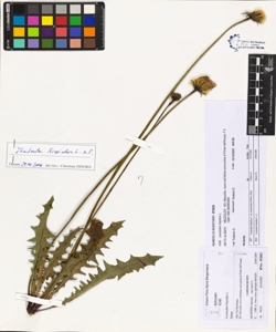 Leontodon hispidus L.