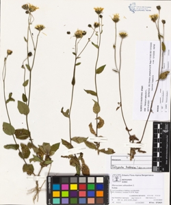 Hieracium sabaudum L.
