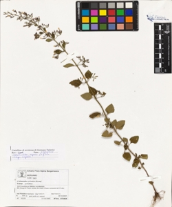 Calamintha nepeta (L.) Savi subsp. nepeta