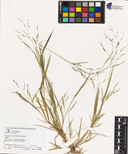 Panicum dichotomiflorum Michx.