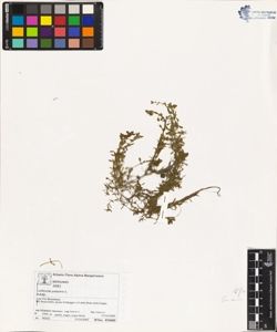 Callitriche palustris L.
