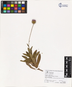 Carduus defloratus L. subsp. glaucus (Baumg.) Nymann