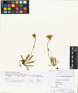 Hieracium piliferum Hoppe subsp. piliferum
