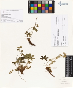 Alchemilla opaca Buser
