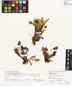 Taraxacum alpinum (Hoppe) Hegetschw