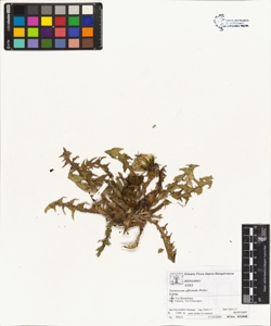 Taraxacum officinale (Aggr.)