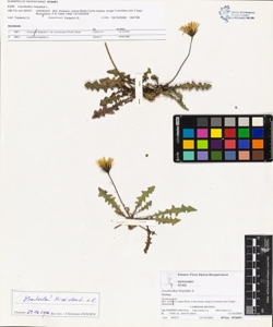 Leontodon hispidus L.