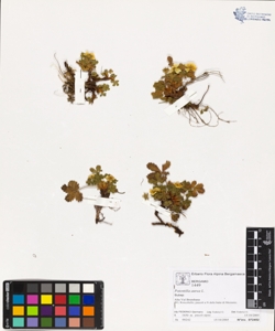 Potentilla aurea L.