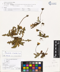 Leontodon hispidus L.