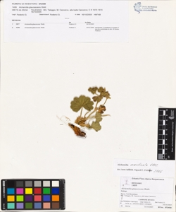 Alchemilla monticola Opiz