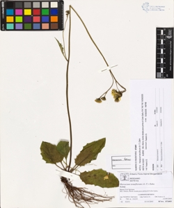 Hieracium tenuiflorum (A.-T.) Zahn
