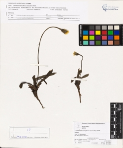 Leontodon tenuiflorus (Gaudin) Rchb.