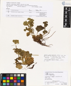 Alchemilla gr. vulgaris L. sensu Sch. et K.