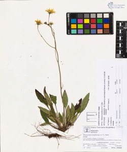 Hieracium tenuiflorum (A.-T.) Zahn