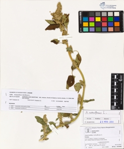 Amaranthus retroflexus L.