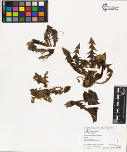Taraxacum officinale (Aggr.)