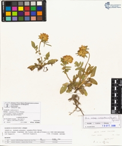 Anthyllis vulneraria L. subsp. carpatica (Pant.) Nyman