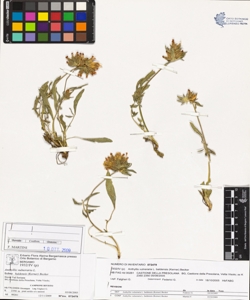Anthyllis vulneraria L. subsp. baldens¿s (Kerner) Becker