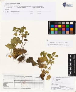 Alchemilla monticola Opiz