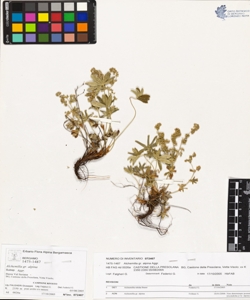 Alchemilla gr. alpina