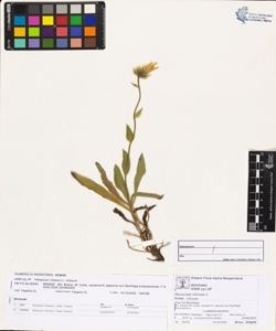 Hieracium villosum L. subsp. villosum