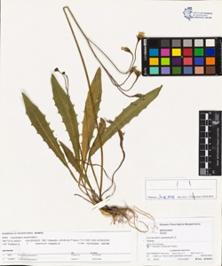 Leontodon autumnalis L.