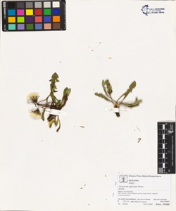 Taraxacum officinale (Aggr.)