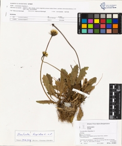Leontodon hispidus L.