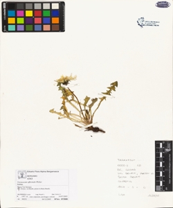 Taraxacum officinale (Aggr.)