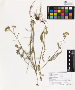 Achillea millefolium L.