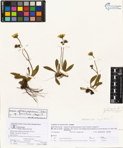Hieracium sphaerocephalum Froel. subsp. furcatum (Hoppe) Z.