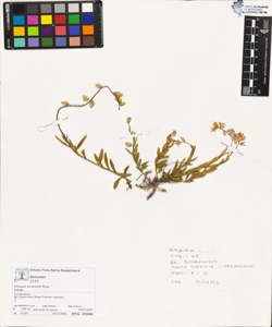 Polygala nicaeens¿s Risso