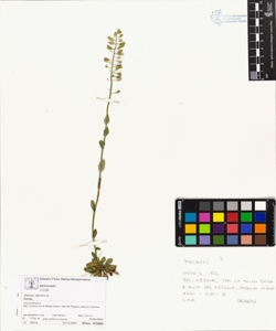Thlaspi alpestre L.