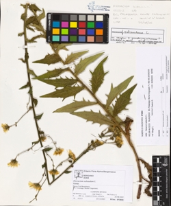 Hieracium sabaudum L.