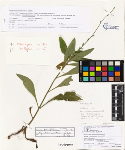 Hieracium brevifolium Tausch subsp. lombardense Gottschlich