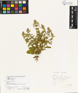 Stachys annua (L.) L.