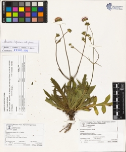 Knautia illyrica Beck