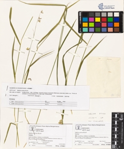 Melica picta Koch