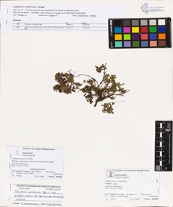 Thymus praecox Opiz subsp. polytrichus (A. Kerner ex Borbas) Jalas